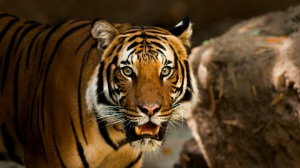 Giornata mondiale della tigre: ecco quelle più celebri del cinema e della Tv 