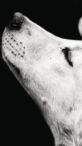 I migliori libri da leggere per ogni età, diamo uno sguardo a “Il treno di mezzanotte” e a “Animali che ci curano”