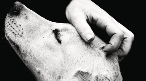 I migliori libri da leggere per ogni età, diamo uno sguardo a “Il treno di mezzanotte” e a “Animali che ci curano”