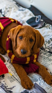 Le Avventure di Dobby: il cane magico di una fan di Harry Potter