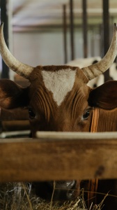 Najiah Knight, la cavalcatrice di tori di 17 anni che vuole passare alla storia 