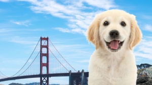 Oggi è la Giornata Mondiale degli Animali, membri della famiglia a pieno titolo