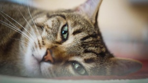 Oggi in Italia si celebra la Festa del Gatto: ecco quali sono quelli più seguiti sui social