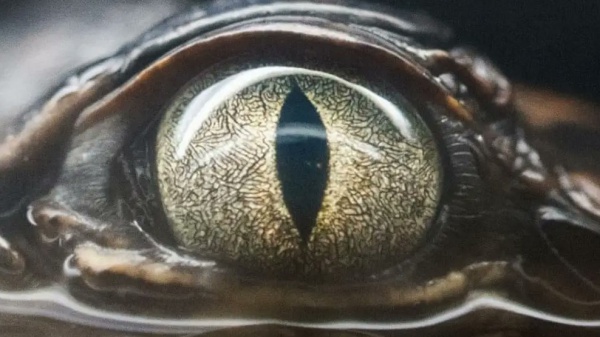 A placeholder image for the article