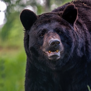 I ranger hanno provato ad allontanare un orso con i Black Sabbath