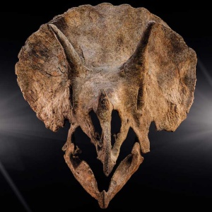 Ozzy Osbourne: fossile di triceratopo battezzato in suo onore