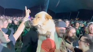 Cani ai concerti, la protesta del batterista dei Motionless in White