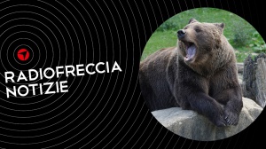 HI-FIVE: 5 CANZONI PER SALVARVI DAGLI ANIMALI SELVATICI