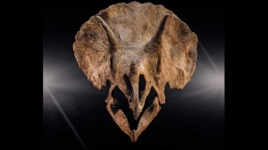 Ozzy Osbourne: fossile di triceratopo battezzato in suo onore