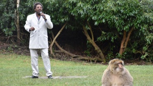 Un interprete di Marvin Gaye ha aiutato delle scimmie ad accoppiarsi