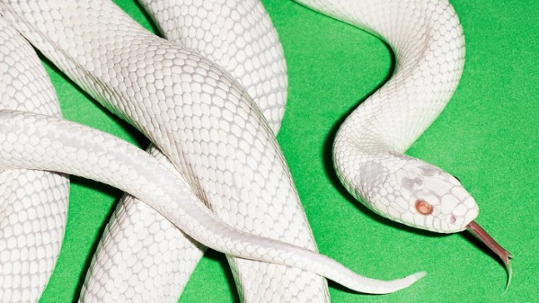 A placeholder image for the article